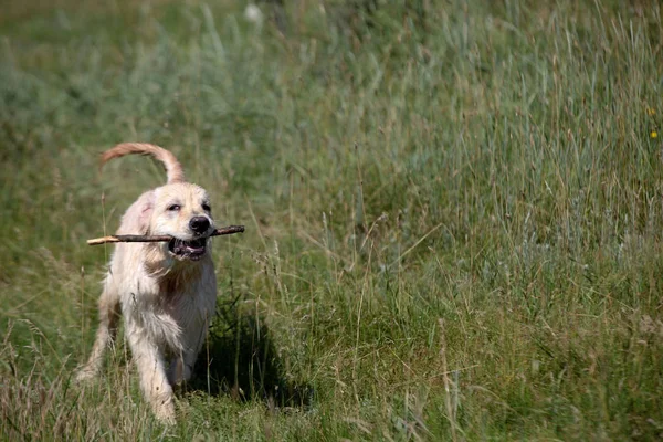 Aktiver, lächelnder und glücklicher reinrassiger Labrador Retriever-Hund an sonnigen Sommertagen im Graspark. — Stockfoto