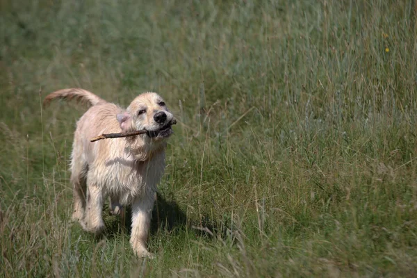 Activo, sonrisa y feliz perro labrador retriever pura raza al aire libre en el parque de hierba en el día de verano soleado. —  Fotos de Stock