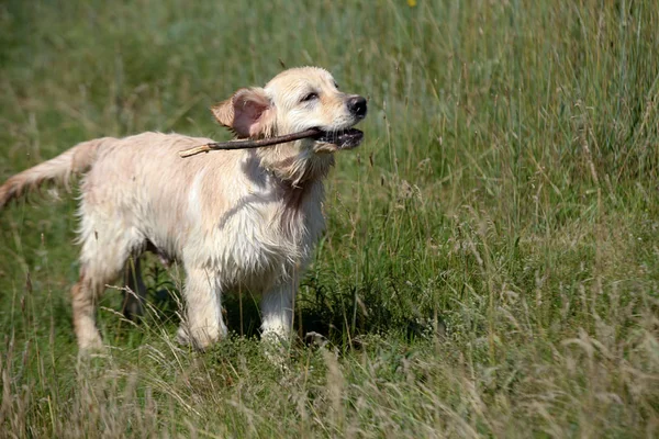 Active, smile and happy purebred labrador retriever dog outdoors in grass park on sunny summer day. — Stock Photo, Image