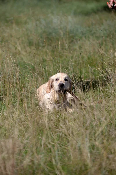 Aktivní, úsměv a šťastný čistokrevný labrador retrívr pes venku v travnatém parku za slunečného letního dne. — Stock fotografie