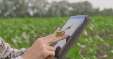 Tablet çiftçinin elinde. Arka plan olarak yeşil havuç tarlası. Tarımda modern teknoloji - kavram. Açık hava manzarası.