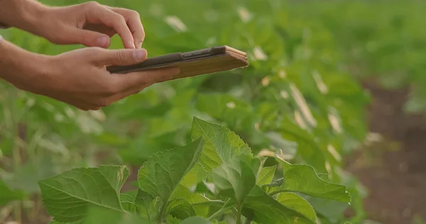 Zbliżenie Kobiecych Rąk Agronomisty Trzymających Tabletkę Obok Sadzonek Pomidorów Szklarni — Zdjęcie stockowe