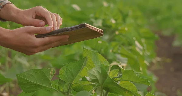 Zbliżenie Kobiecych Rąk Agronomisty Trzymających Tabletkę Obok Sadzonek Pomidorów Szklarni — Zdjęcie stockowe