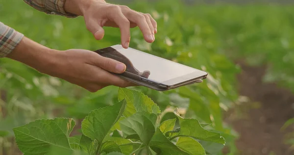 Zbliżenie Kobiecych Rąk Agronomisty Trzymających Tabletkę Obok Sadzonek Pomidorów Szklarni — Zdjęcie stockowe