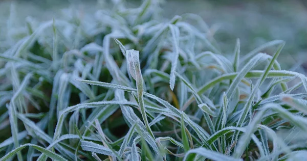 Heladas Granos Hielo Las Plantas Cubiertas Blanco Resplandeciente Los Cristales — Foto de Stock