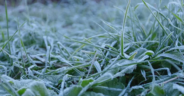 植物上の氷の粒 太陽の光の氷の結晶に輝く白で覆われ フィールドの浅い深さでクローズアップ — ストック写真