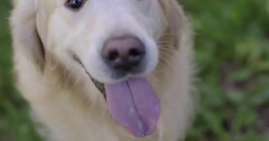 Güzel bir Golden Retriever köpeğinin portresi, soyağacı ve güzel bir paltoyla daha yeni fırçalandı. Saf köpek, yeşillik ve kamerayla çevrili. Güzelliği, yumuşaklığı, soyağacı kavramını..