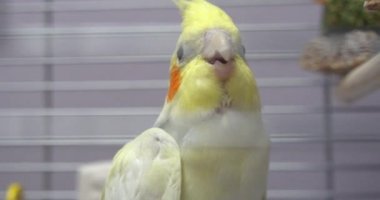 Hayvanat bahçesindeki kafeste küçük sarı Corella papağanı