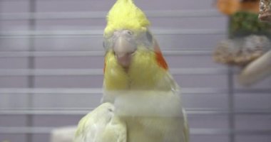 Hayvanat bahçesindeki kafeste küçük sarı Corella papağanı
