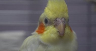 Hayvanat bahçesindeki kafeste küçük sarı Corella papağanı