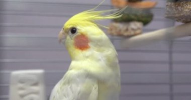 Hayvanat bahçesindeki kafeste küçük sarı Corella papağanı