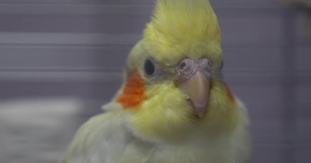 Kleine Gele Corella Papegaai Kooi Dierentuin — Stockvideo