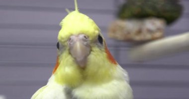 Hayvanat bahçesindeki kafeste küçük sarı Corella papağanı
