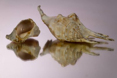 Deniz tarafından kırılan küçük deniz tırnağı kabuğu. Gri pembe ayna arkaplanı