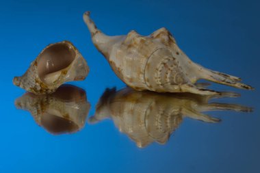 Deniz tarafından kırılan küçük deniz tırnağı kabuğu. Mavi Ayna Arkaplanı