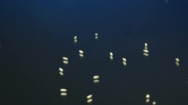 Vejetaryen yemekleri pişirmek için arka planda seçilmiş yüksek kalite pirinç parçacıkları.