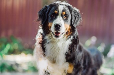 Bernese dağ köpeği sonbahar günü çimlerin üzerinde yatar.
