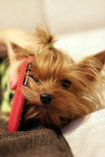 Cãozinho Yorkshire Terrier Fica Grama Olha Close — Fotografia de Stock