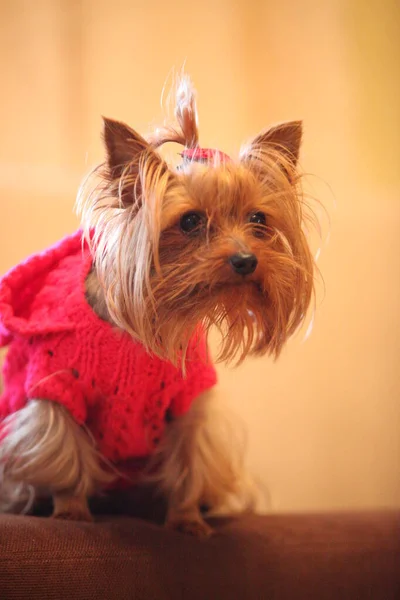 Ένα Μικρό Σκυλί Του Γιορκσάιρ Τεριέ Στέκεται Στο Γρασίδι Και — Φωτογραφία Αρχείου