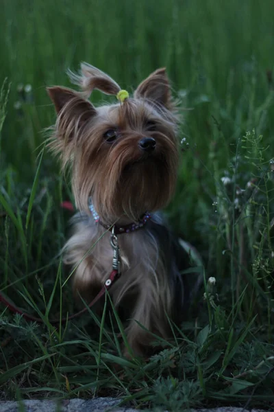 Yorkshire Terrier Egy Kis Kutyája Áll Füvön Néz Közelkép — Stock Fotó