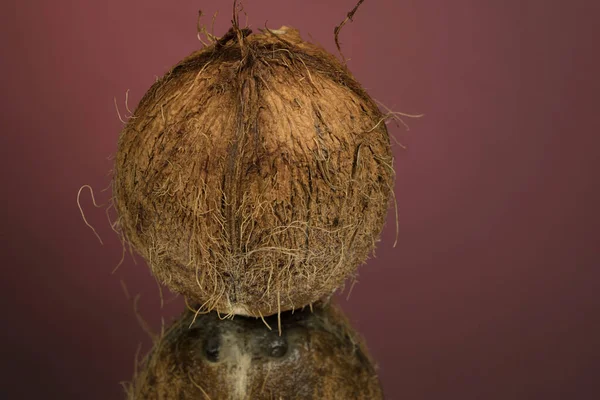 Grande Coco Desgrenhado Isolado Uma Superfície Espelho Vermelho Com Reflexão — Fotografia de Stock