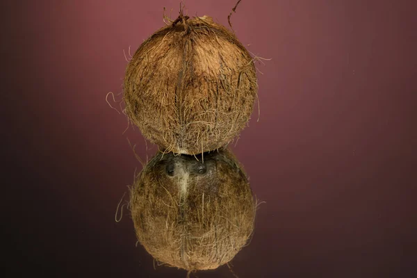 Grande Coco Desgrenhado Isolado Uma Superfície Espelho Vermelho Com Reflexão — Fotografia de Stock