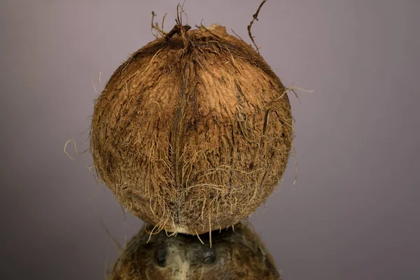 Gran Coco Peludo Aislado Una Superficie Espejo Gris Con Reflejo —  Fotos de Stock