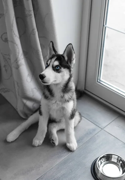 Perro cachorro pura raza Husky gris —  Fotos de Stock