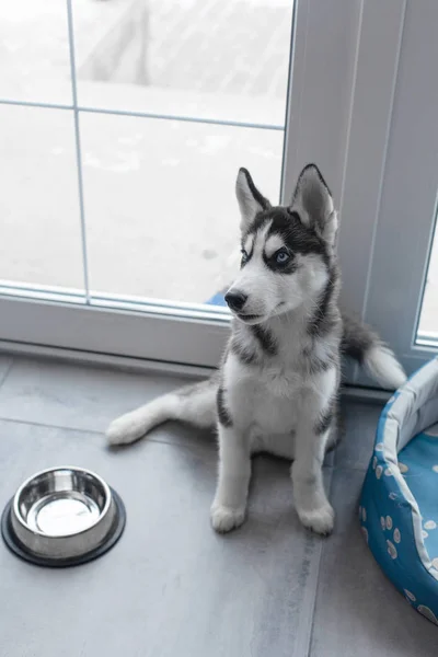 Pies Szczeniak rasowy szary Husky — Zdjęcie stockowe