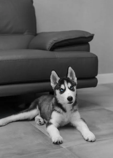 Perro cachorro pura raza Husky gris —  Fotos de Stock