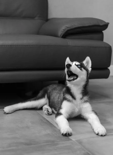Pies Szczeniak rasowy szary Husky — Zdjęcie stockowe