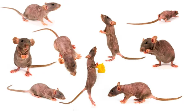 Rat Dumbo Gray Collection Set Isolated White Background — Stock Photo, Image