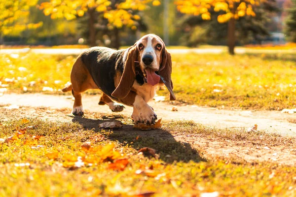 Cane Basset Segugio Autunno Parco Piedi — Foto Stock