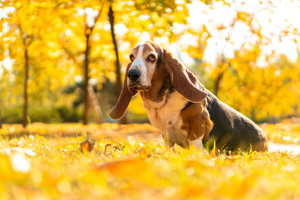 Dog Basset Hound Autumn Park Walk