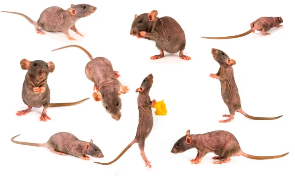 Rat Dumbo Gray Collection Set Isolated White Background — Stock Photo, Image