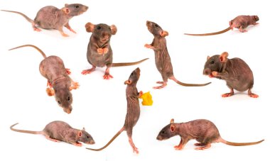 sıçan dumbo gri toplama seti beyaz arka plan üzerinde izole