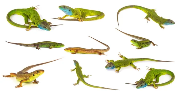 绿色蜥蜴集集合隔离在白色背景上 — 图库照片