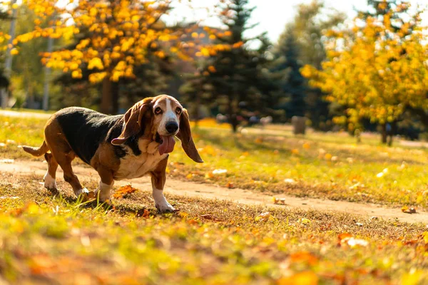 Hund Basset Hund Höst Park Walk — Stockfoto