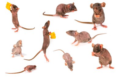 sıçan dumbo gri toplama seti beyaz arka plan üzerinde izole