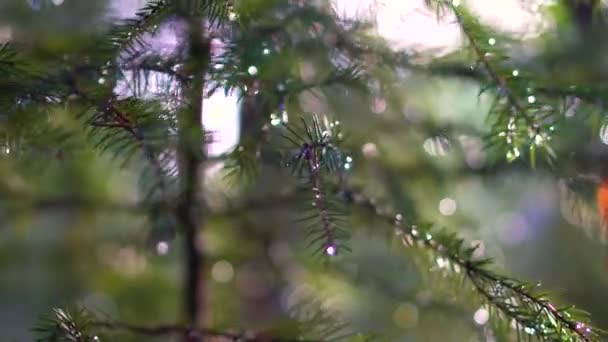 Forêt de conifères Carpates bel arbre 