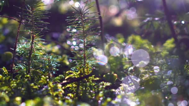 Barrträd Karpaterna Skog Vackert Träd — Stockvideo