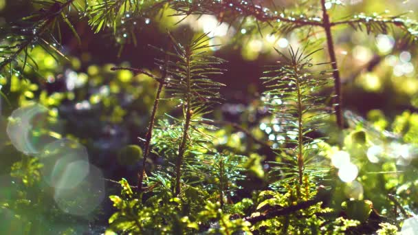 Nadelholz Karpaten Wald Schöner Baum — Stockvideo