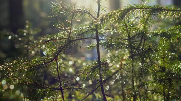 Coníferas Cárpatos Floresta Bela Árvore — Vídeo de Stock