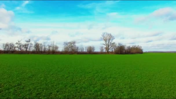 Grüne Felder Landwirtschaft Weizenanbau Luftbilddrohne — Stockvideo