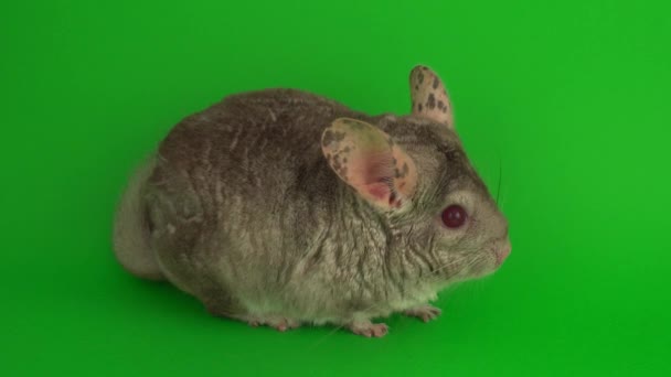 Grijze Chinchilla Een Groen Achtergrond Scherm — Stockvideo