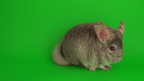 Graue Chinchilla Auf Grünem Hintergrund — Stockvideo