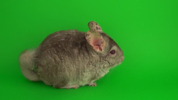 Grijze Chinchilla Een Groen Achtergrond Scherm — Stockvideo