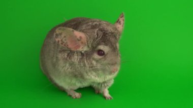 Yeşil arkaplanda gri çinçilya.