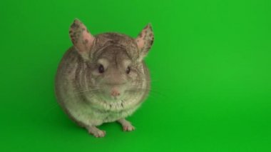 Yeşil arkaplanda gri çinçilya.