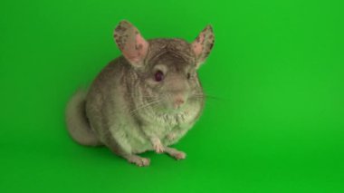 Yeşil arkaplanda gri çinçilya.